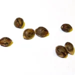 Big Bud Feminized Seeds