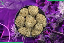 Purple Mimosa Strain