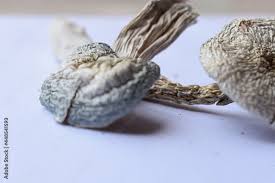 ALBINO - Magic Mushroom