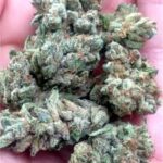 Ace Killer OG Strain