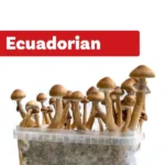 Ecuador Magic Mushroom