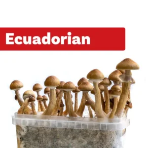 Ecuador Magic Mushroom