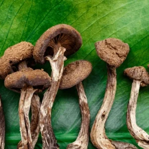 Golden Teacher Mushrooms